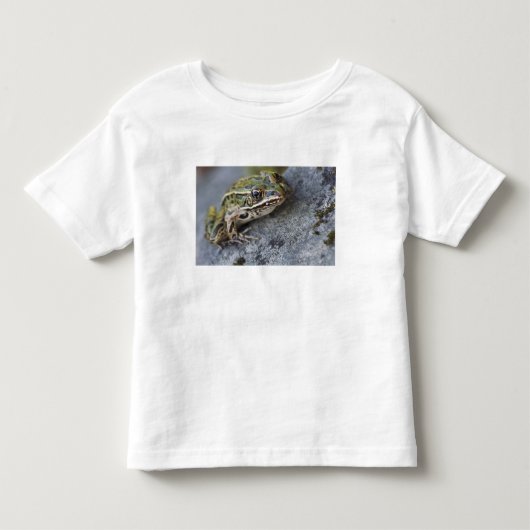 アマガエル, 透明の島, トドラーTシャツ (正面)