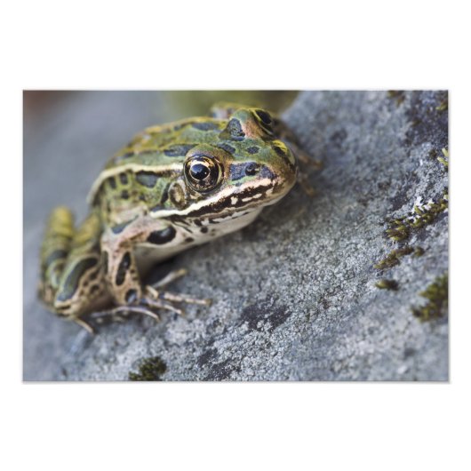 アマガエル, 透明の島, フォトプリント            (正面)