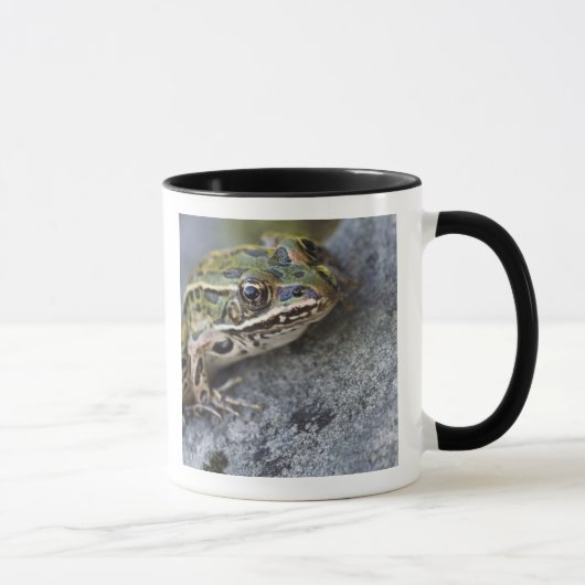 アマガエル, 透明の島, マグカップ (右)