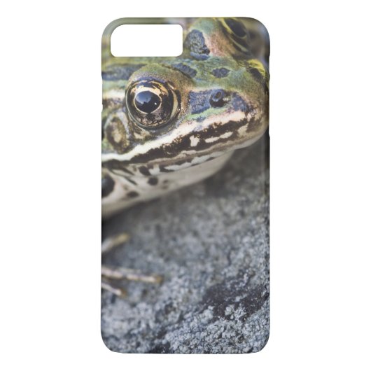 アマガエル, 透明の島、 Case-Mate iPhoneケース (裏面)