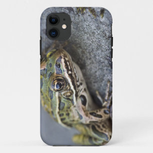 アマガエル, 透明の島, iPhone 11 ケース