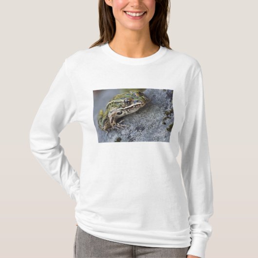 アマガエル, 透明の島, Tシャツ (正面)