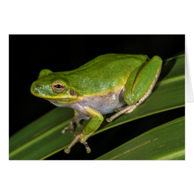 アマガエル (Hyla cinerea) 2 (正面横)