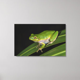 アマガエル (Hyla cinerea) 2 キャンバスプリント