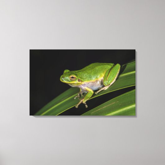 アマガエル (Hyla cinerea) 2 キャンバスプリント (正面)