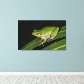 アマガエル (Hyla cinerea) 2 キャンバスプリント (インサイチュ (ウッドフロア))