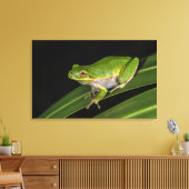 アマガエル (Hyla cinerea) 2 キャンバスプリント (インサイチュ (リビング))