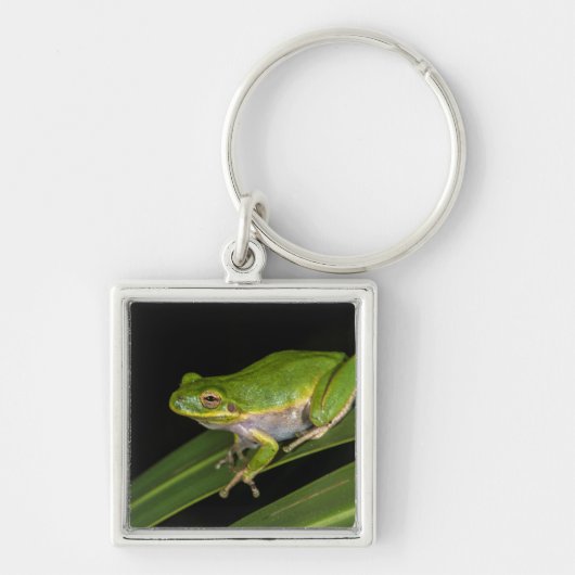 アマガエル (Hyla cinerea) 2 キーホルダー (正面)