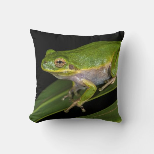 アマガエル (Hyla cinerea) 2 クッション (正面)
