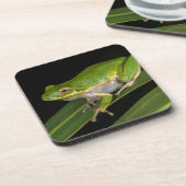 アマガエル (Hyla cinerea) 2 コースター (左側)