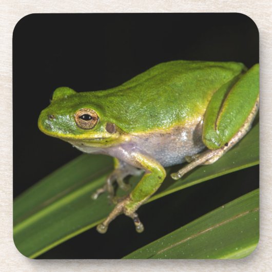 アマガエル (Hyla cinerea) 2 コースター (正面)