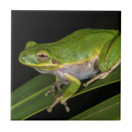 アマガエル (Hyla cinerea) 2 タイル (正面)