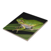 アマガエル (Hyla cinerea) 2 タイル (側面)