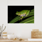 アマガエル (Hyla cinerea) 2 ポスター (キッチン)