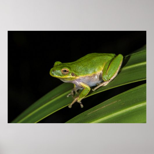 アマガエル (Hyla cinerea) 2 ポスター (正面)