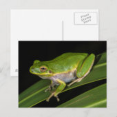 アマガエル (Hyla cinerea) 2 ポストカード (正面/裏面)