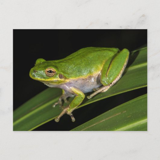 アマガエル (Hyla cinerea) 2 ポストカード (正面)