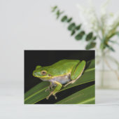 アマガエル (Hyla cinerea) 2 ポストカード (スタンド正面)