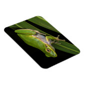 アマガエル (Hyla cinerea) 2 マグネット (右側)