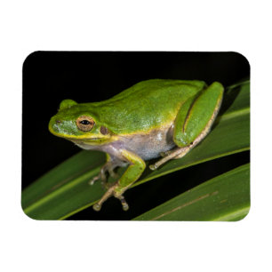 アマガエル (Hyla cinerea) 2 マグネット