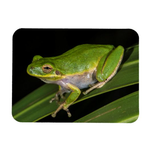 アマガエル (Hyla cinerea) 2 マグネット (横)