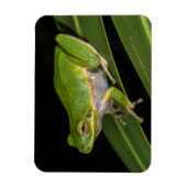 アマガエル (Hyla cinerea) 2 マグネット (縦)