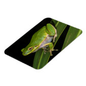 アマガエル (Hyla cinerea) 2 マグネット (左側)