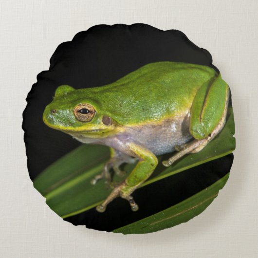 アマガエル (Hyla cinerea) 2 ラウンドクッション (正面)