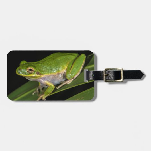 アマガエル (Hyla cinerea) 2 ラゲッジタグ (正面横)