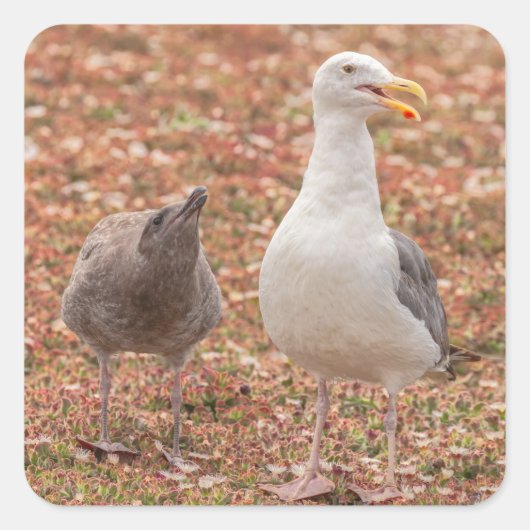 アマガモとヒナ スクエアシール (正面)