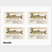 アマゴ (Oncorhynchus masou ishikawae) – English 長方形シール (シート)