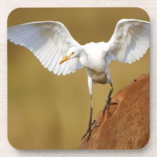 アマサギ（Bubulcus Ibis）が降りてくる コースター (正面)