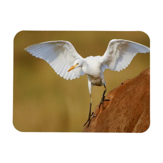 アマサギ(Bubulcus Ibis)が降りてくる マグネット (横)