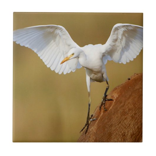 アマサギ（Bubulcus Ibis）の降下 タイル (正面)