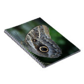アマジング カリゴ エウリロクス 蝶 ノートブック (右側)
