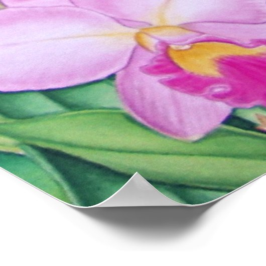 アマゾンのブラジルのトゥーカン ポスター (角)