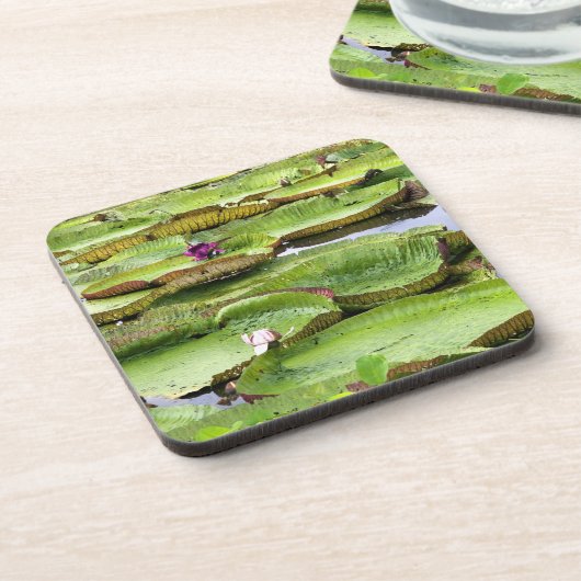 アマゾンの大スイレン、ヴィトリア·レジス コースター (左側)