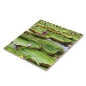 アマゾンの大スイレン、ヴィトリア·レジス タイル (側面)