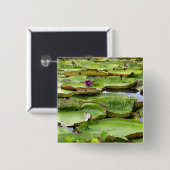 アマゾンの大スイレン、ヴィトリア·レジス 缶バッジ (正面&裏面)