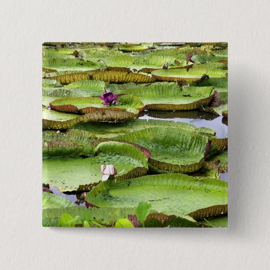 アマゾンの大スイレン、ヴィトリア·レジス 缶バッジ (正面)