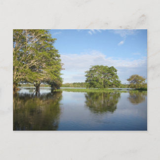 アマゾンの熱帯雨林。 ポストカード