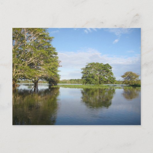 アマゾンの熱帯雨林。 ポストカード (正面)