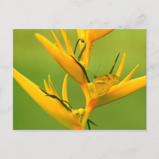 アマゾン人道協会: Amazon自然シリーズ ポストカード