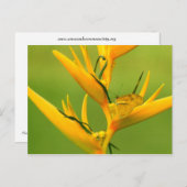 アマゾン人道協会: Amazon自然シリーズ ポストカード (正面/裏面)