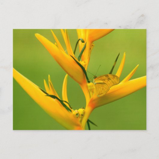 アマゾン人道協会: Amazon自然シリーズ ポストカード (正面)