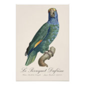 アマゾン青頬インコ、Amazona dufresniana フォトプリント (正面)