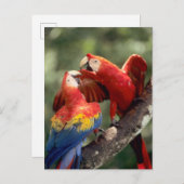 アマゾン、ブラジル。 組の深紅のコンゴウインコ(Ara ポストカード (正面/裏面)