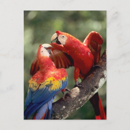 アマゾン、ブラジル。 組の深紅のコンゴウインコ(Ara ポストカード (正面)