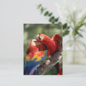 アマゾン、ブラジル。 組の深紅のコンゴウインコ(Ara ポストカード (スタンド正面)