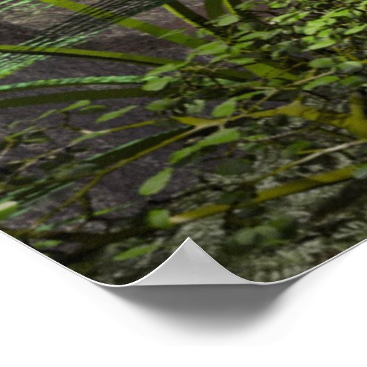 アマゾン ポスター (角)